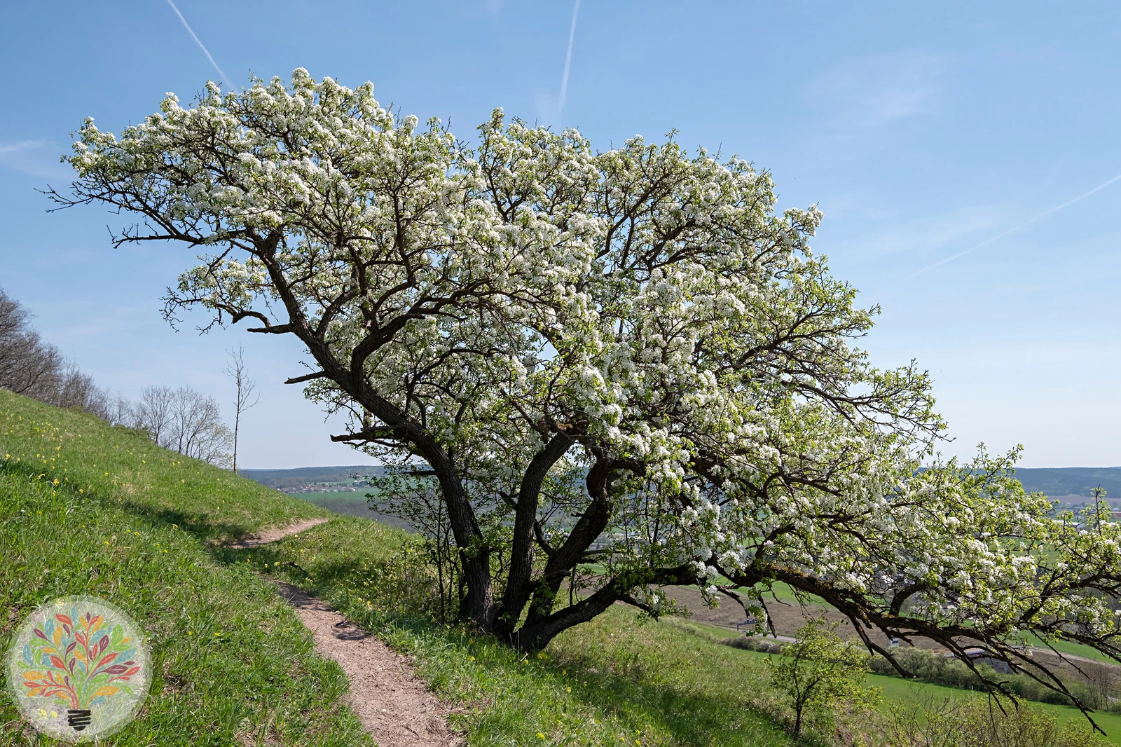 Wild-Birne