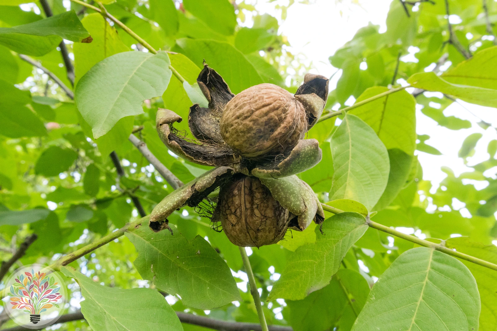Juglans regia – Afbeelding 3 van 8