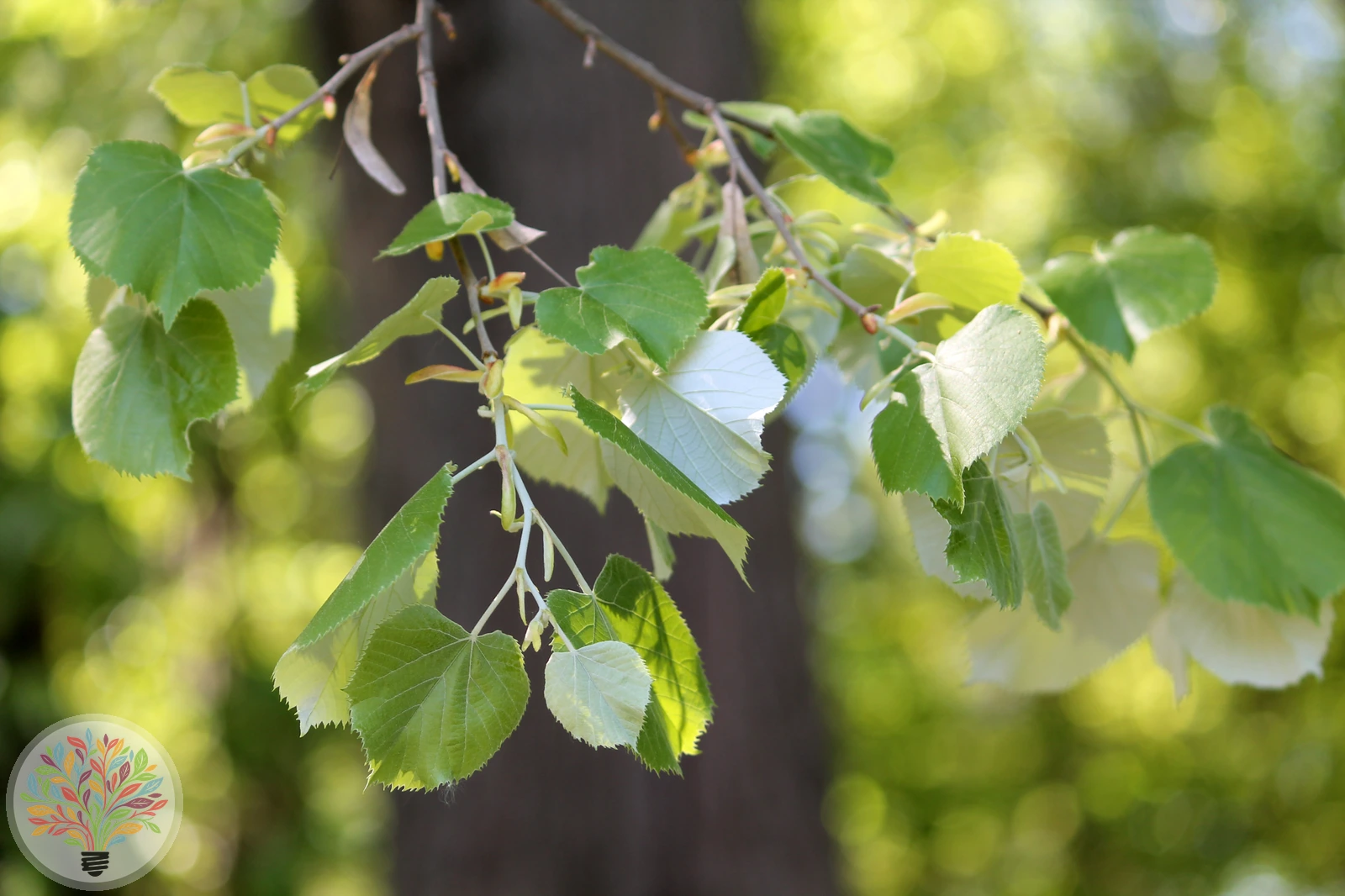 Tilia tomentosa – Afbeelding 3 van 5