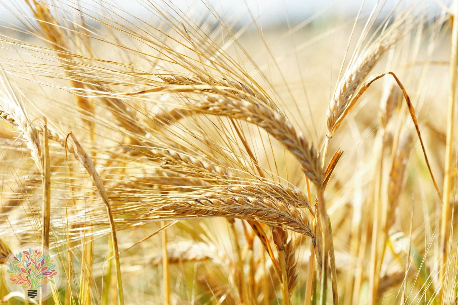 Hordeum vulgare – Afbeelding 3 van 5