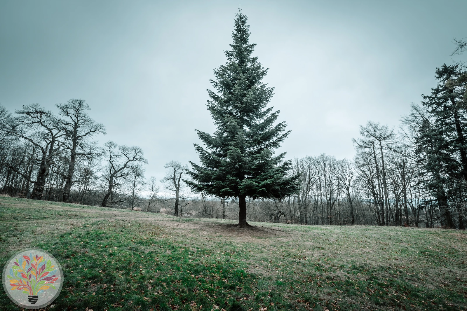 Abies alba – Afbeelding 2 van 4