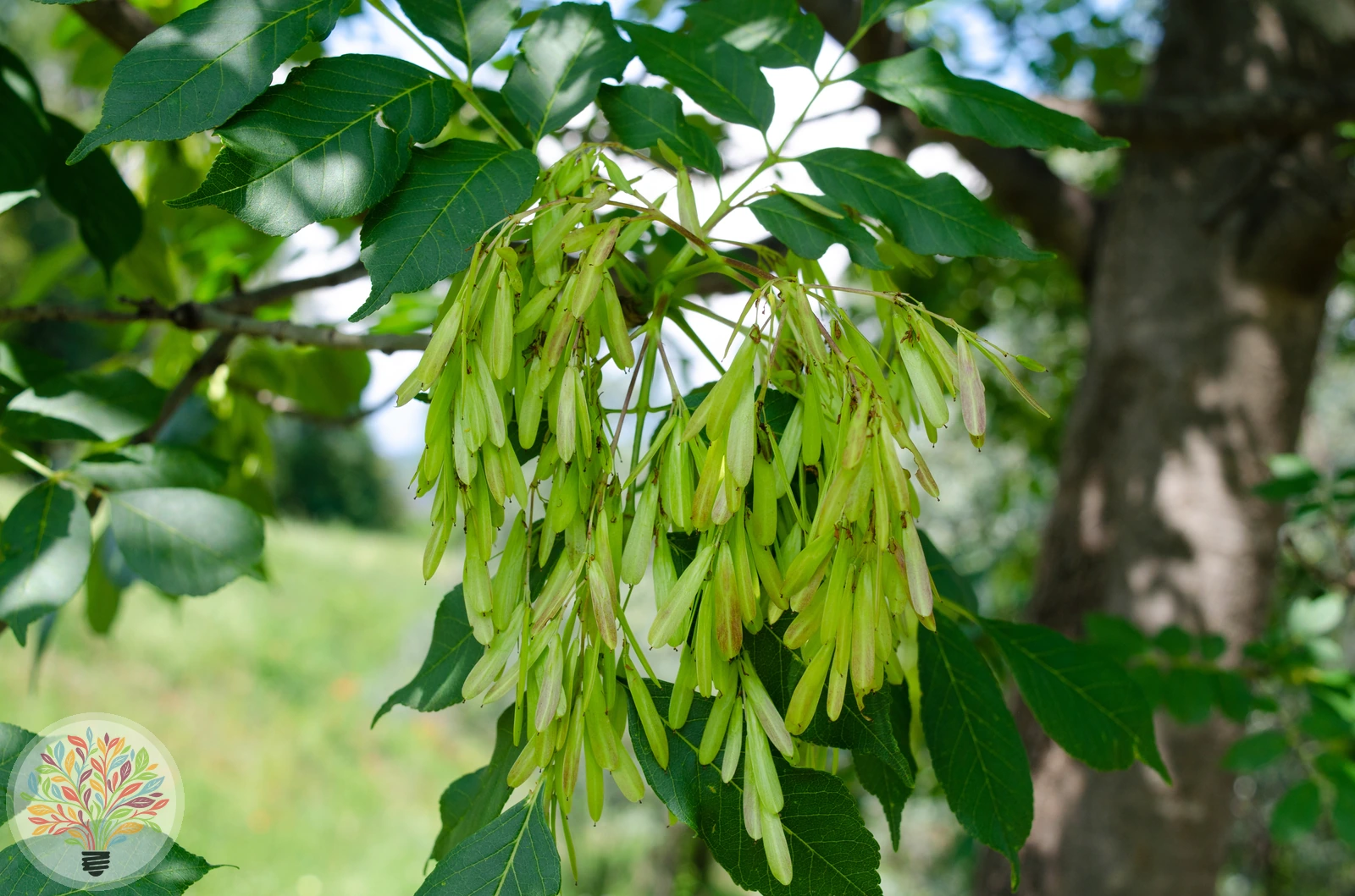 Fraxinus ornus – Afbeelding 4 van 5