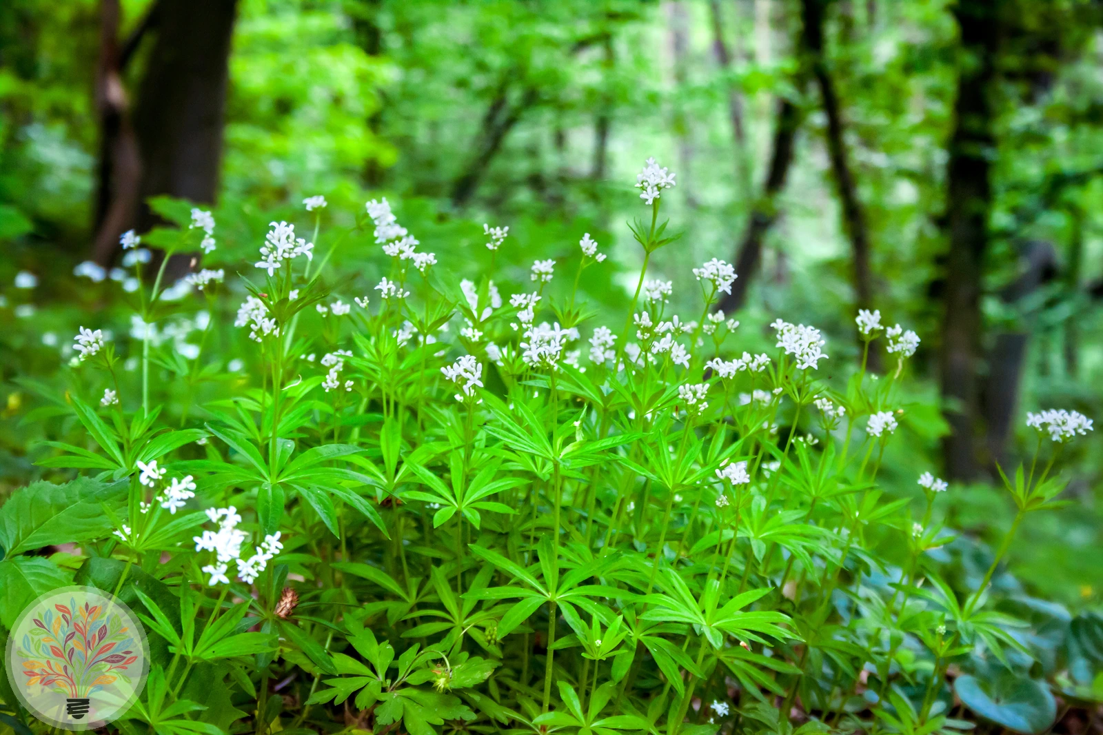 Waldmeister – Bild 2 von 2