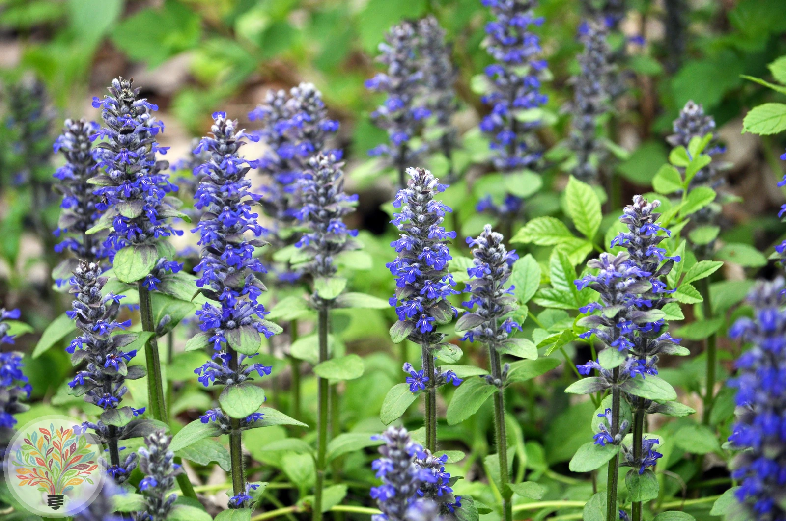 Kriech-Günsel – Bild