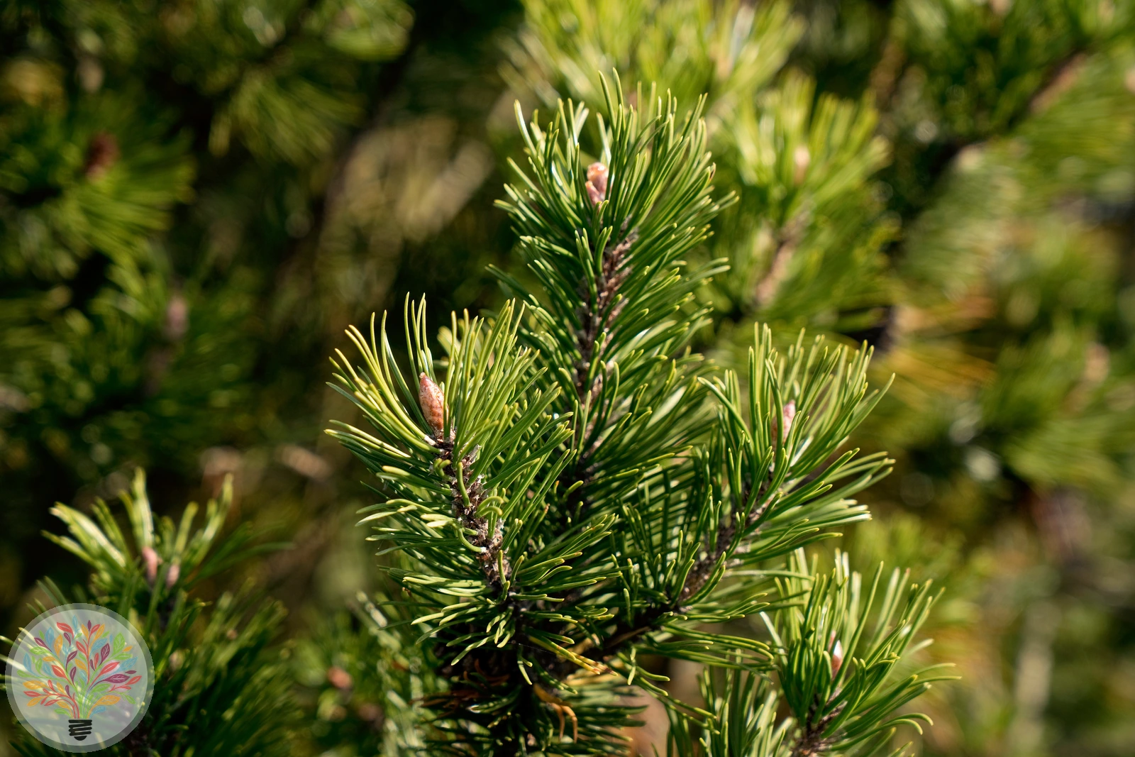 Pinus uncinata – Bild 3 von 4