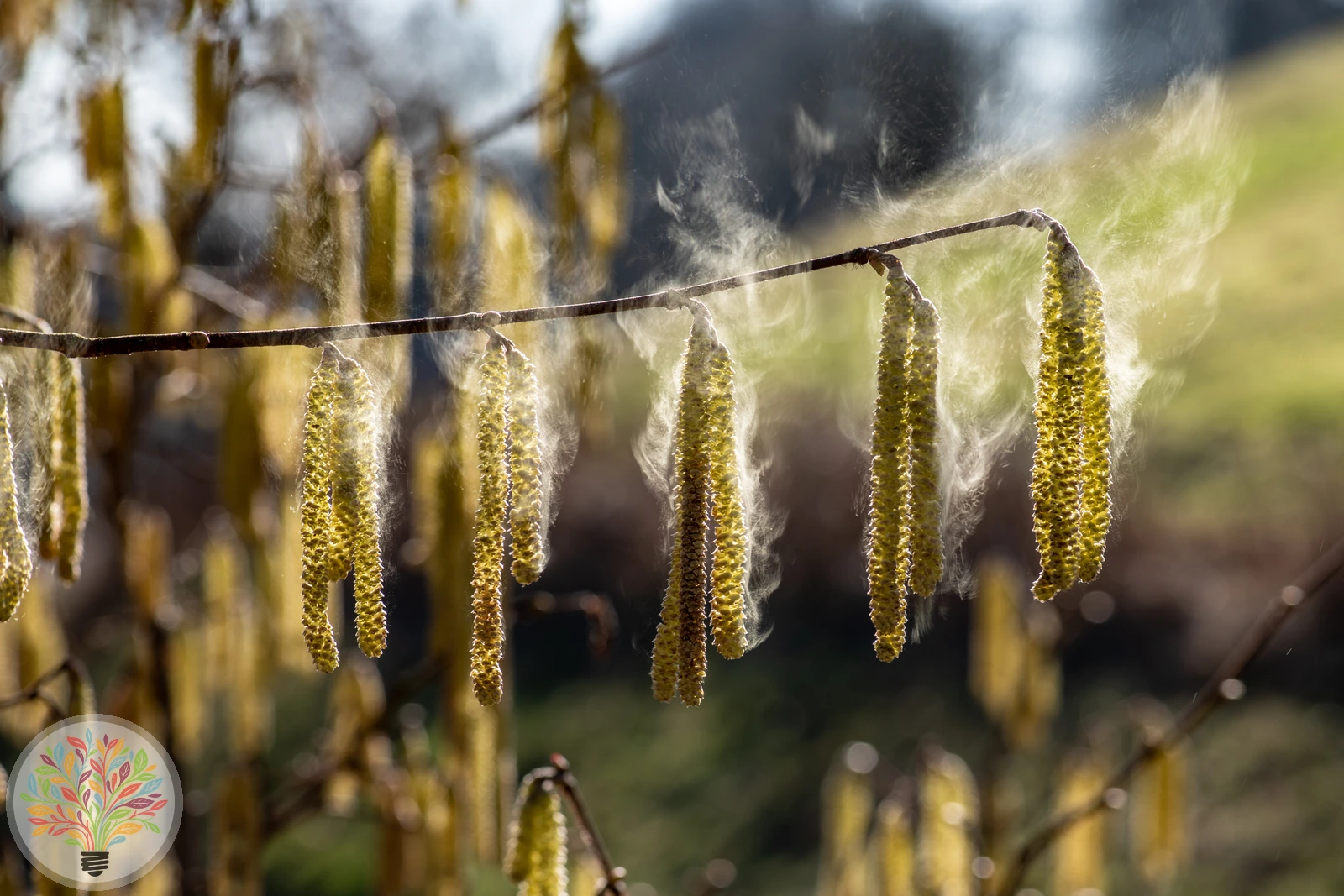 Gewöhnliche Hasel – Bild 2 von 3