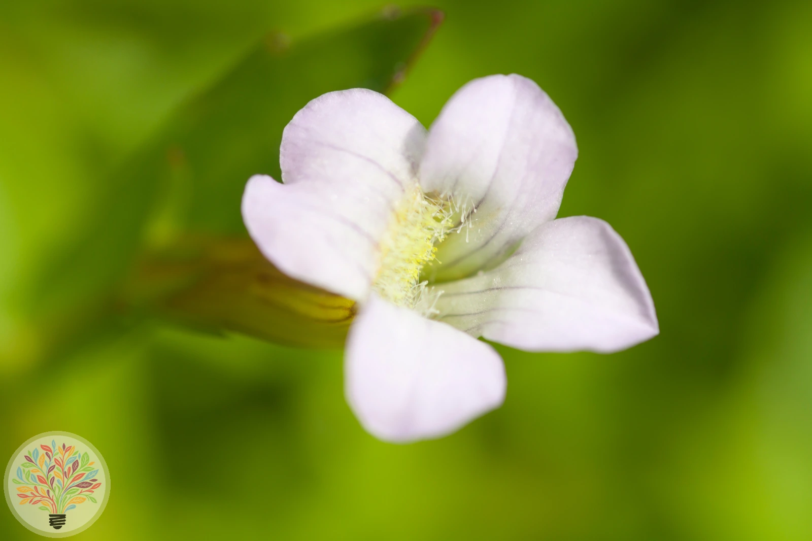 Genadekruid – Afbeelding 2 van 3