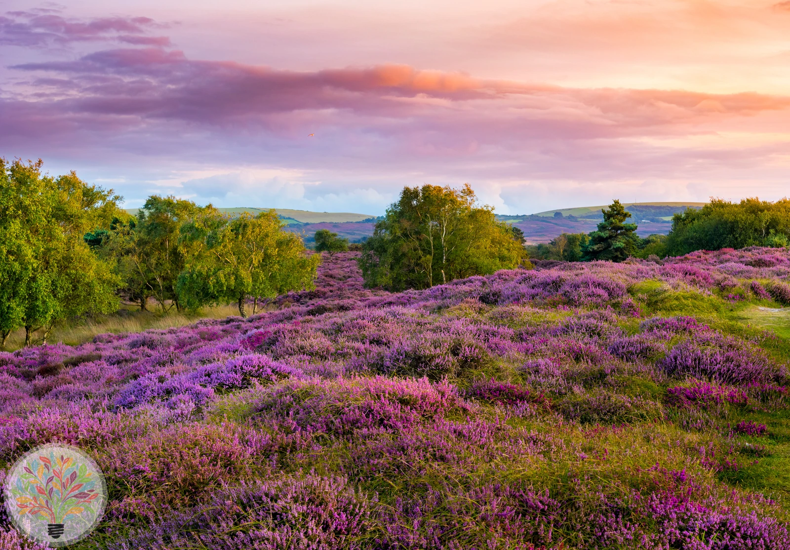 Heidekraut – Bild 2 von 2