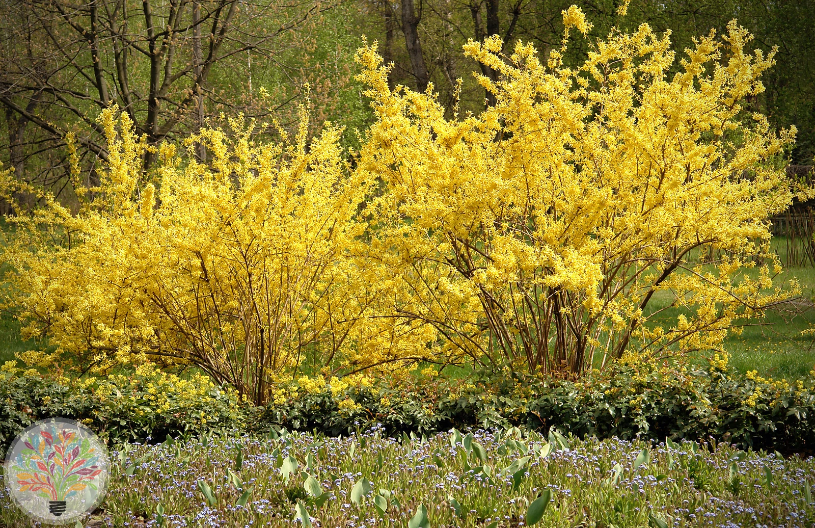 Hänge-Forsythie – Bild 2 von 4