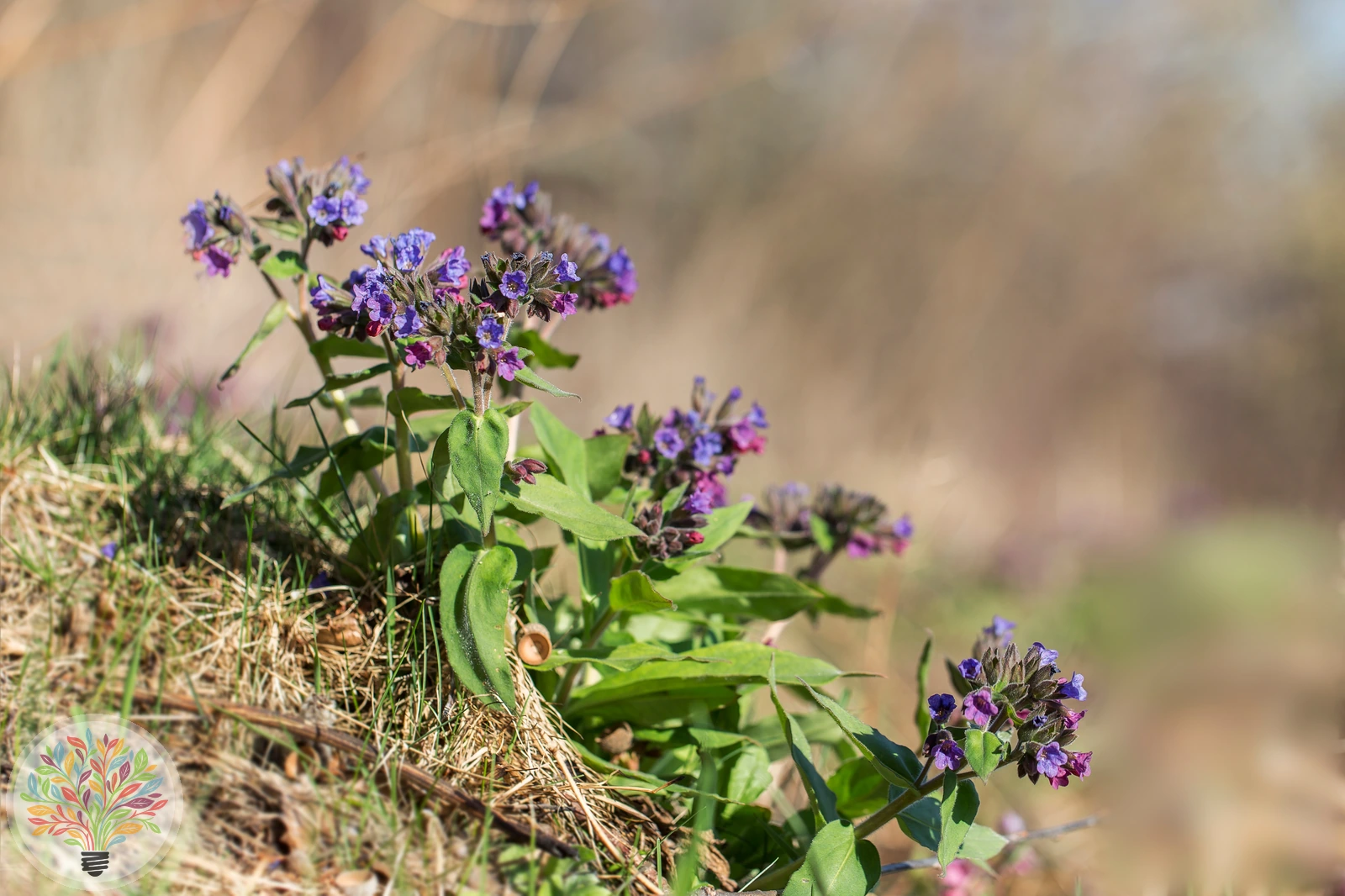 Weiches Lungenkraut – Bild