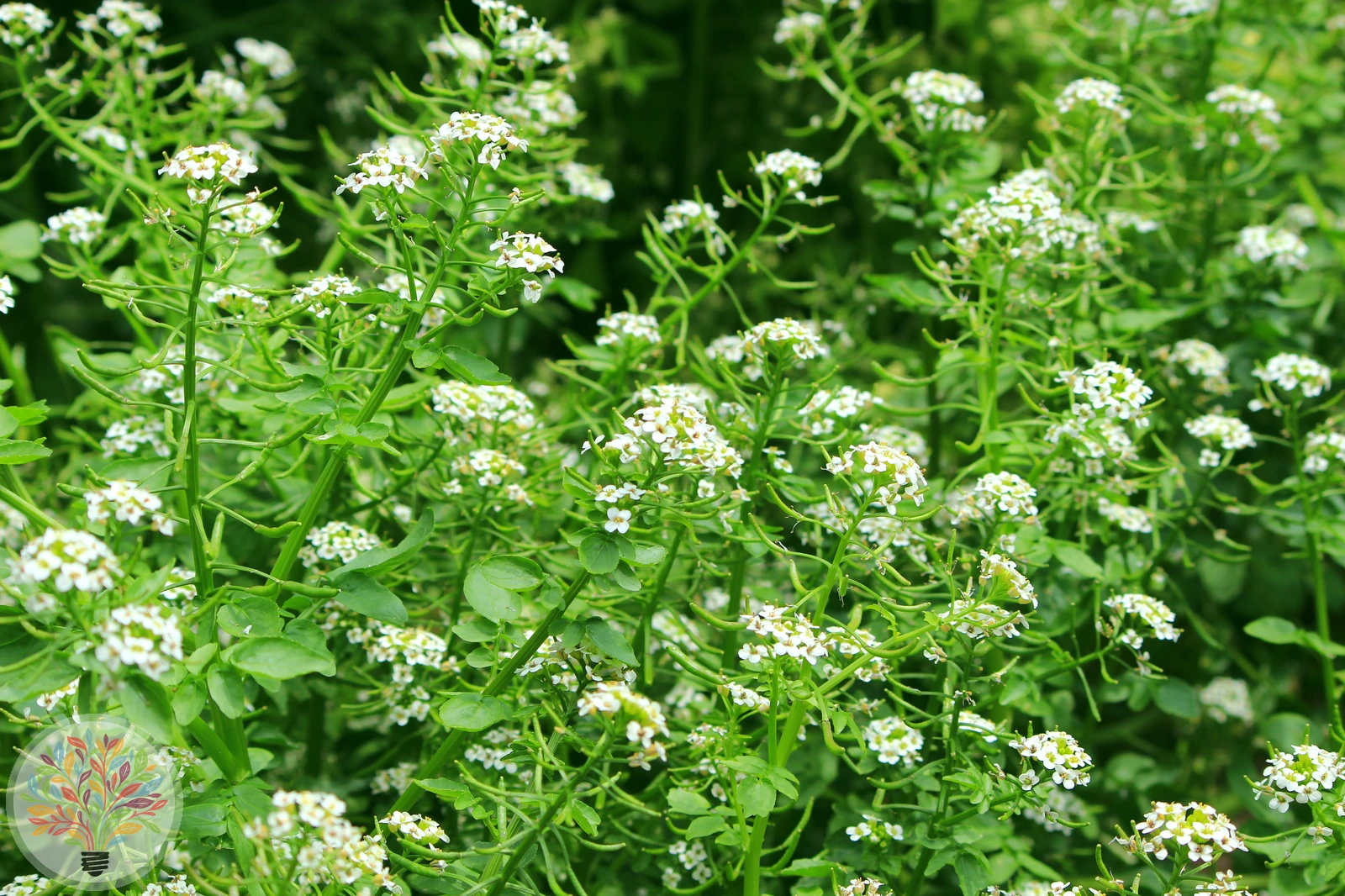 Gewöhnliche Brunnenkresse – Bild 3 von 4
