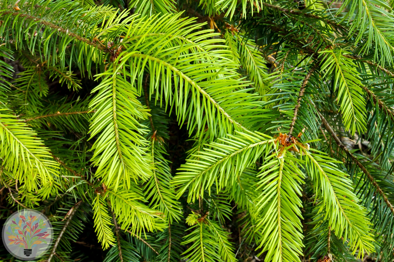 Pseudotsuga menziesii – Afbeelding 3 van 7