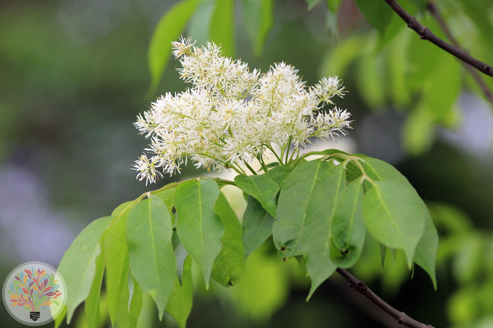 Fraxinus ornus – Afbeelding 3 van 5