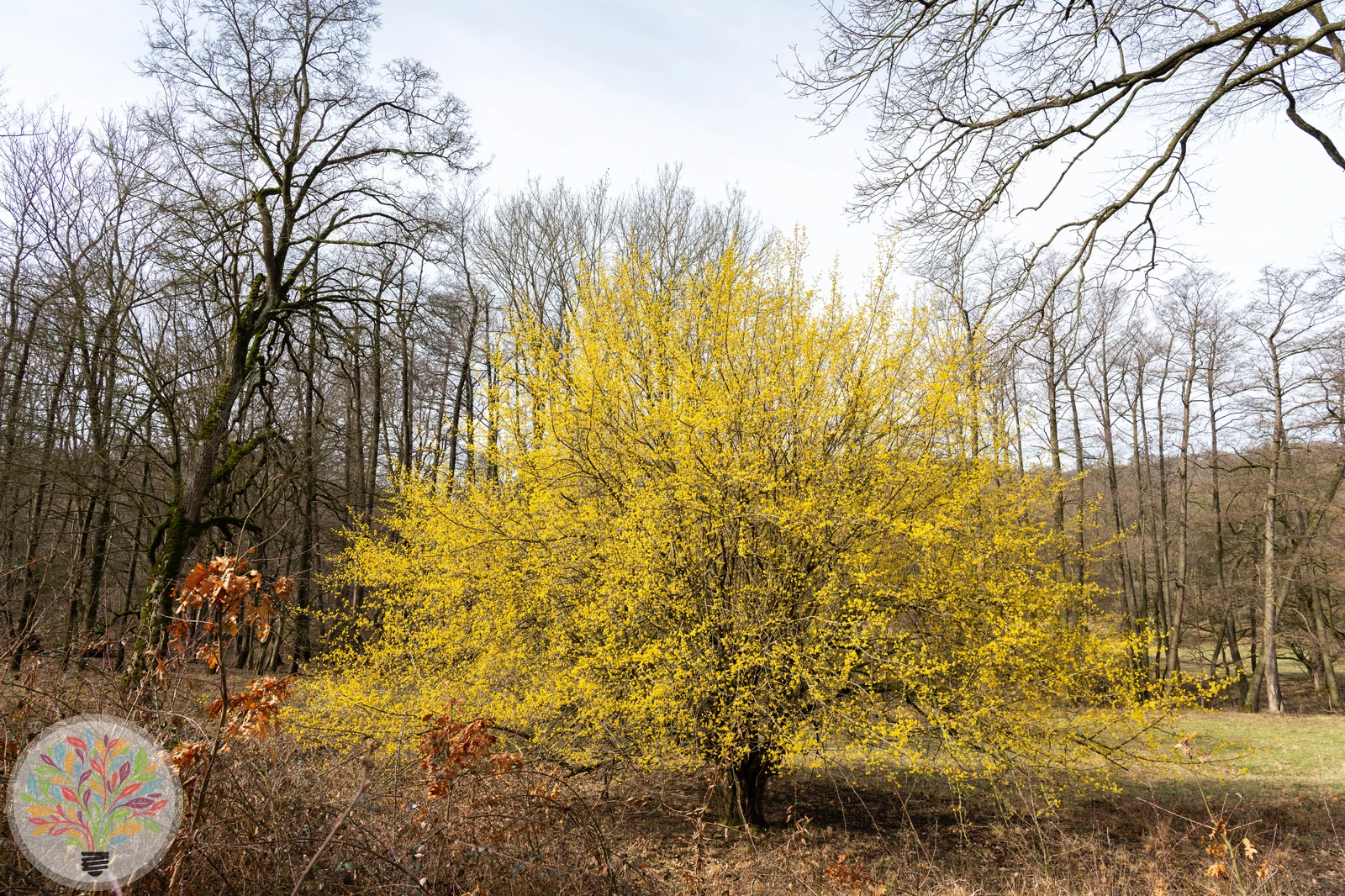 Kornelkirsche – Bild 2 von 2