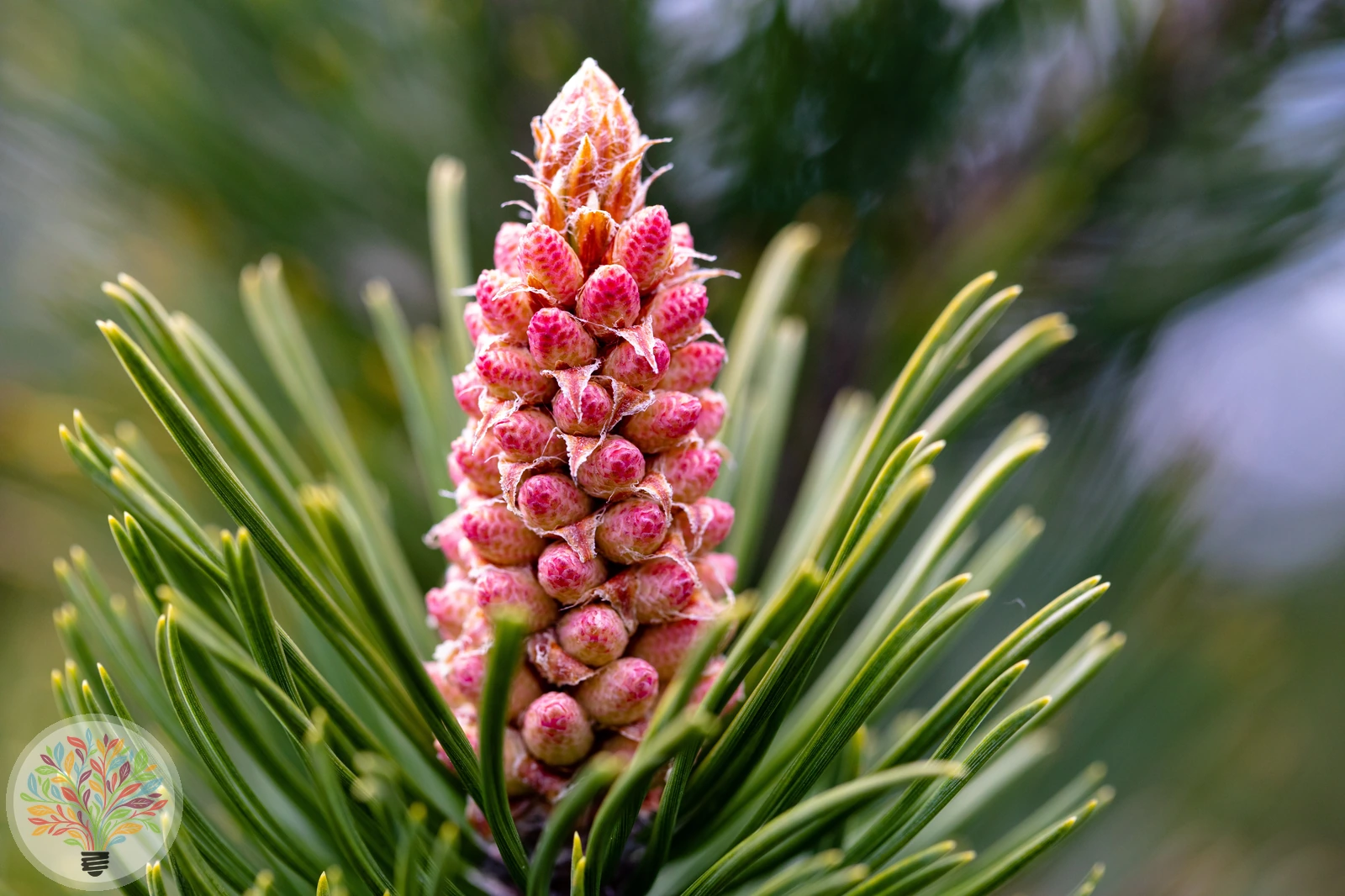 Pinus uncinata – Bild 2 von 4