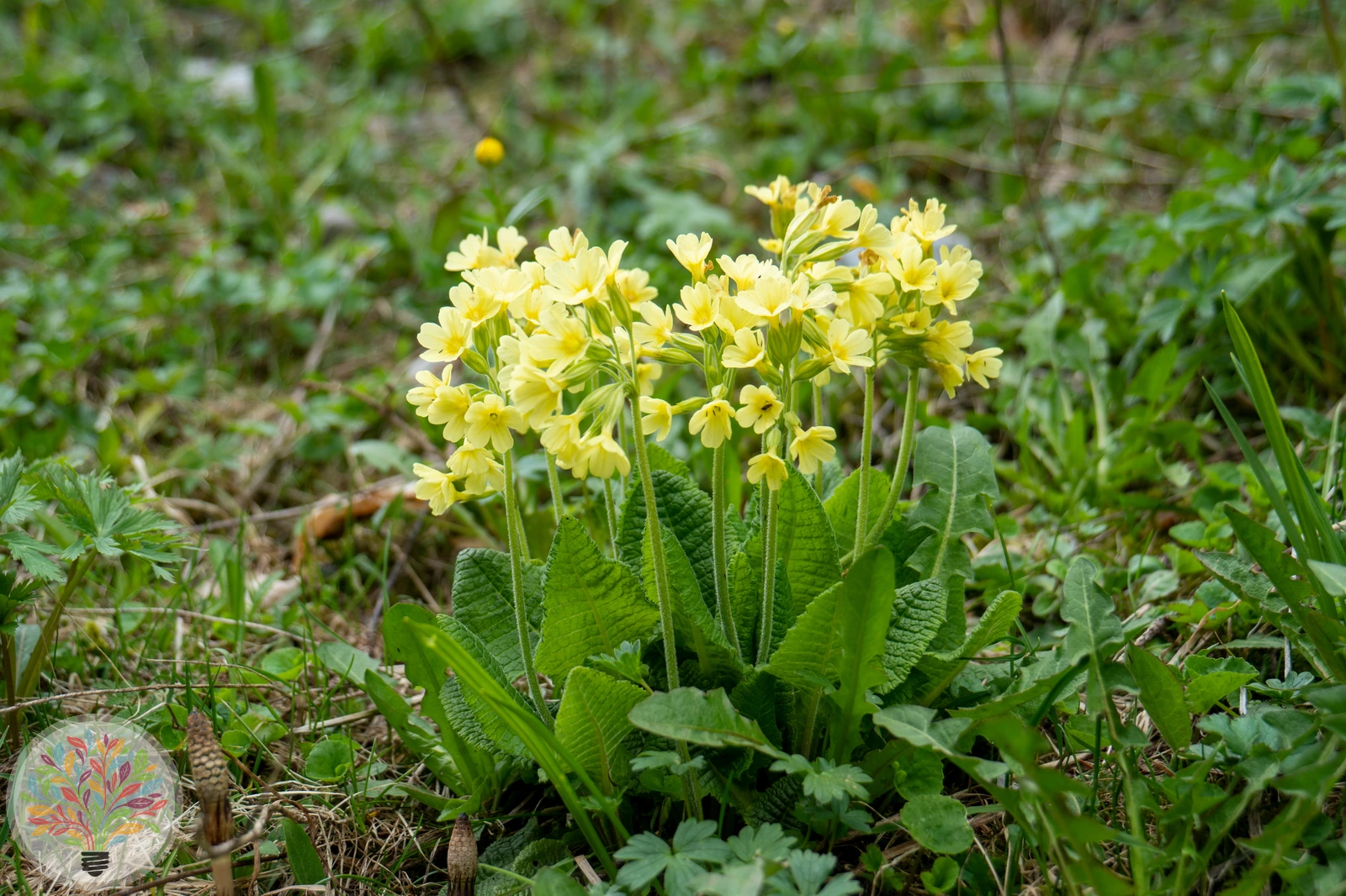 Hohe Primel – Bild