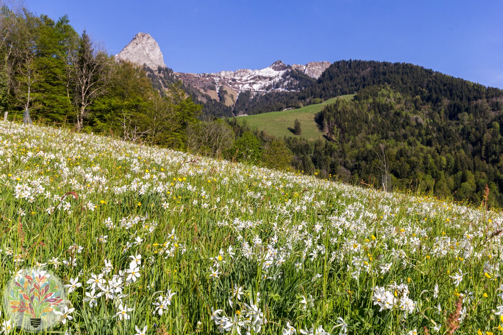 Weiße Narzisse – Bild 4 von 4