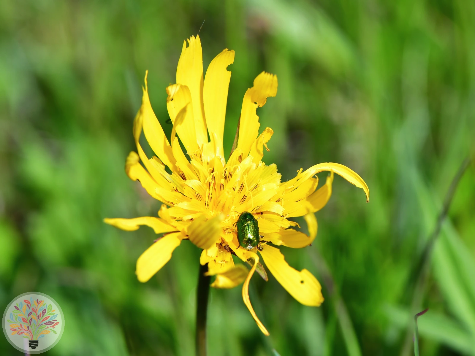Crepis praemorsa – Image 2 sur 3