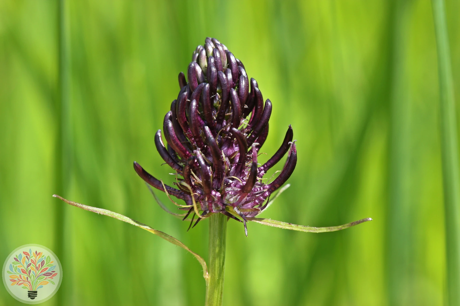 Schwarze Teufelskralle – Bild 2 von 2