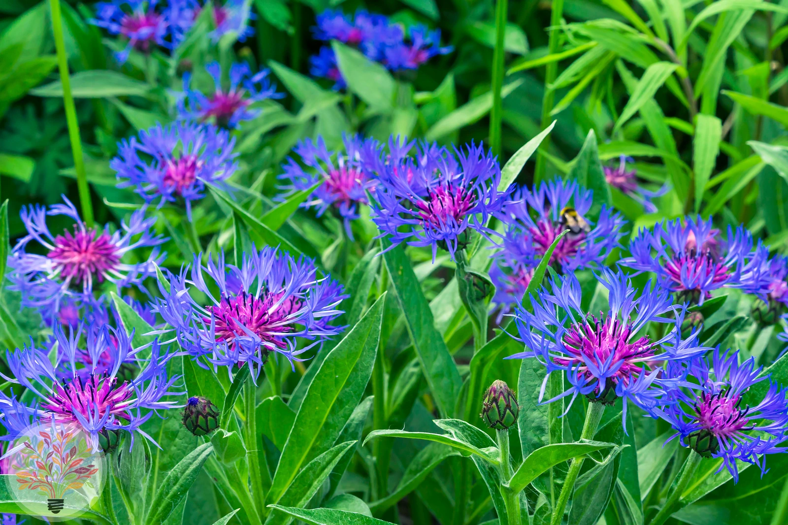 Berg-Flockenblume – Bild