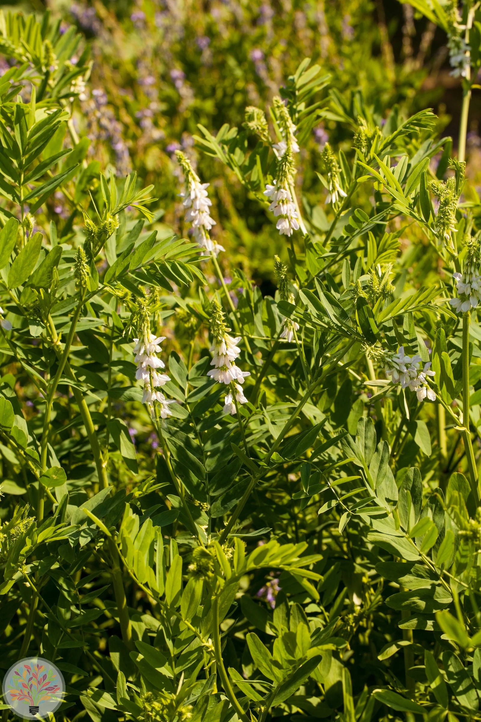 Kaschuben-Wicke – Bild 1