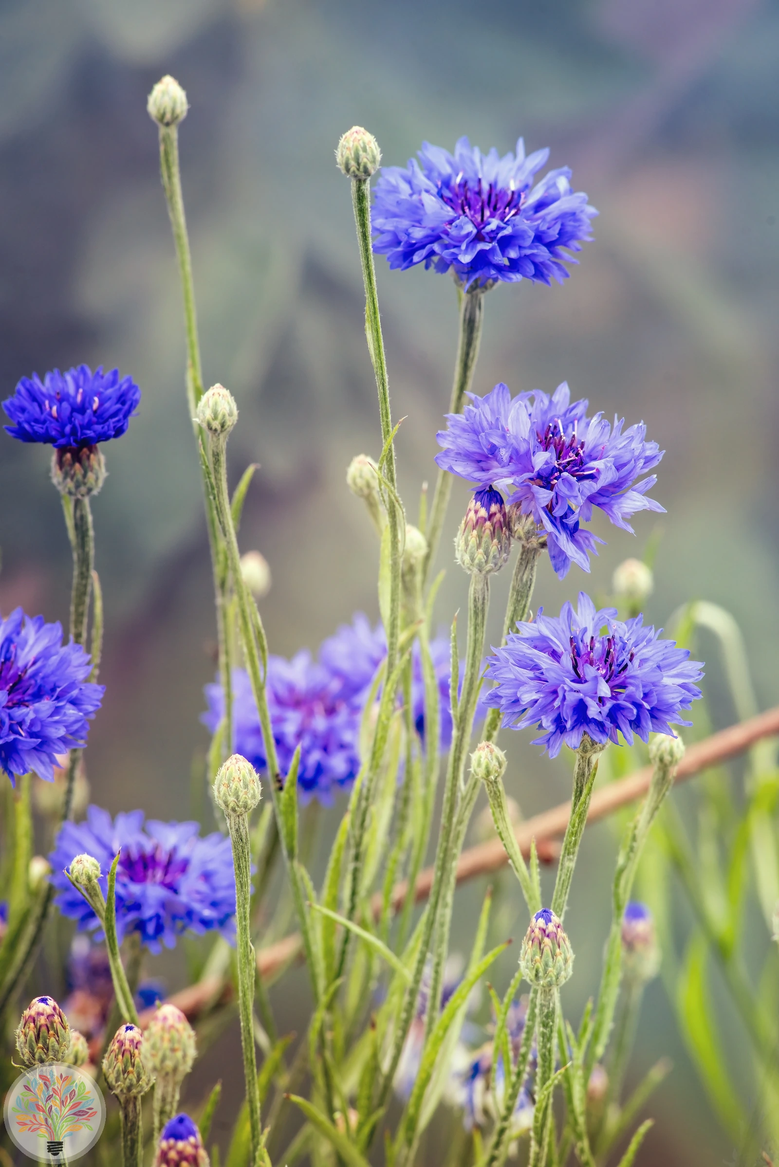 Korn-Flockenblume – Bild 2 von 2