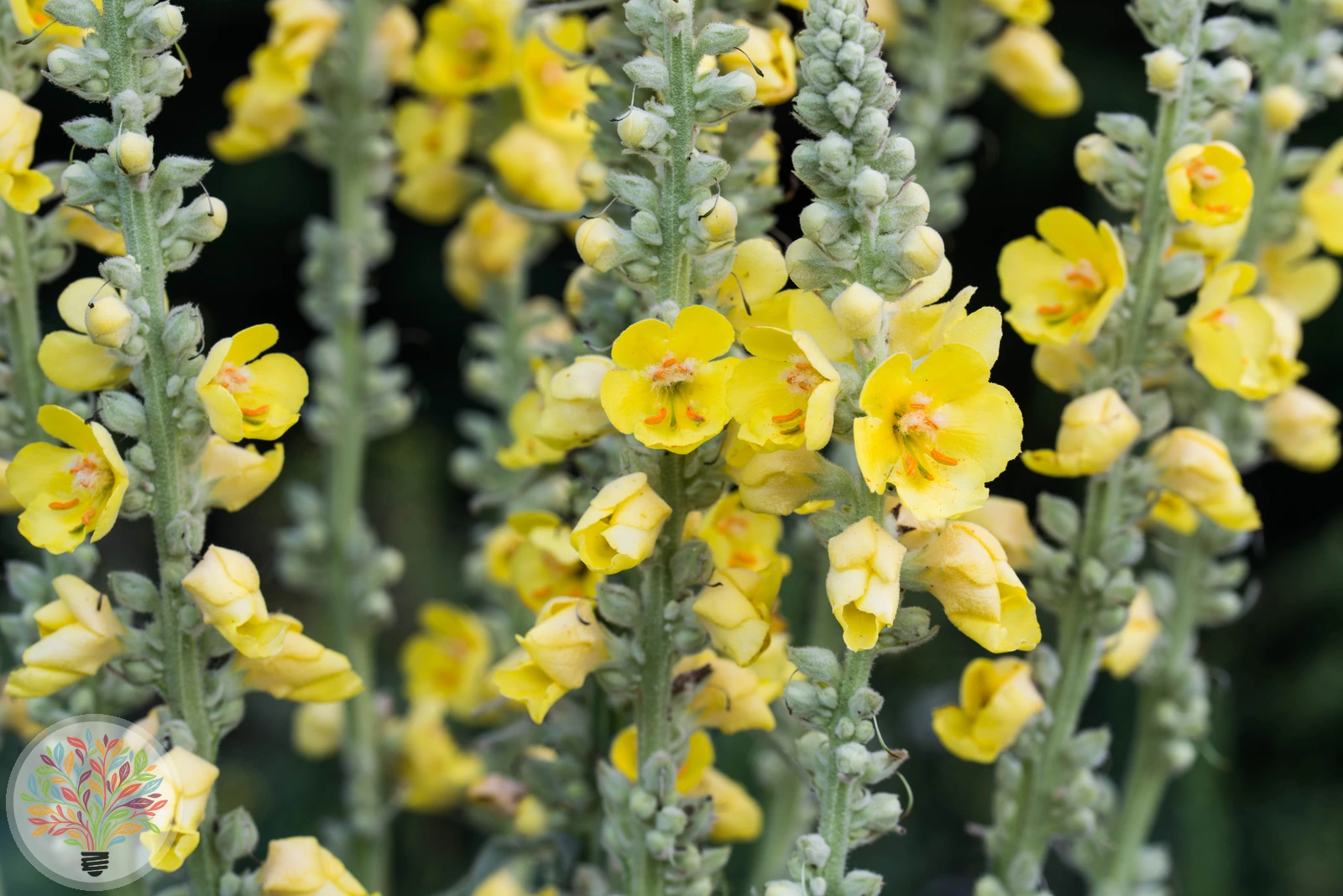 Verbascum lychnitis x nigrum – Bild