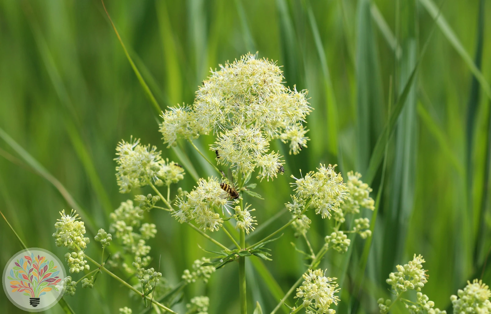 Gelbe Wiesenraute – Bild 3 von 4