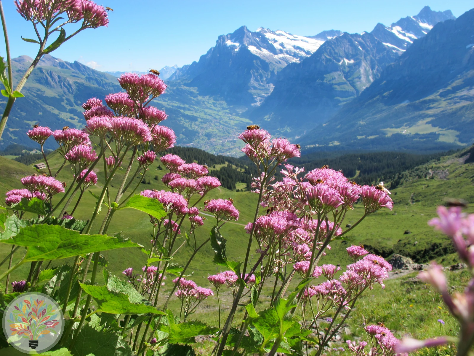 Alpendost-Bastard – Bild 1 von 4