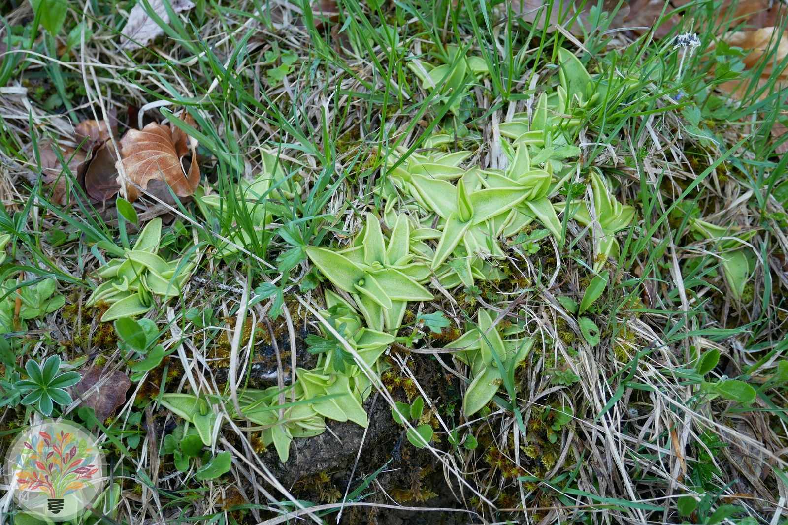 Alpen-Fettkraut – Bild 3 von 3