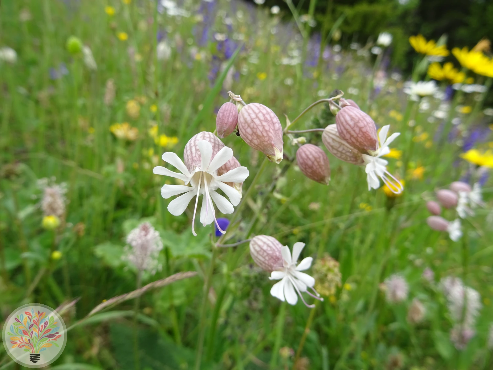 Gewöhnliches Leimkraut – Bild 2 von 3