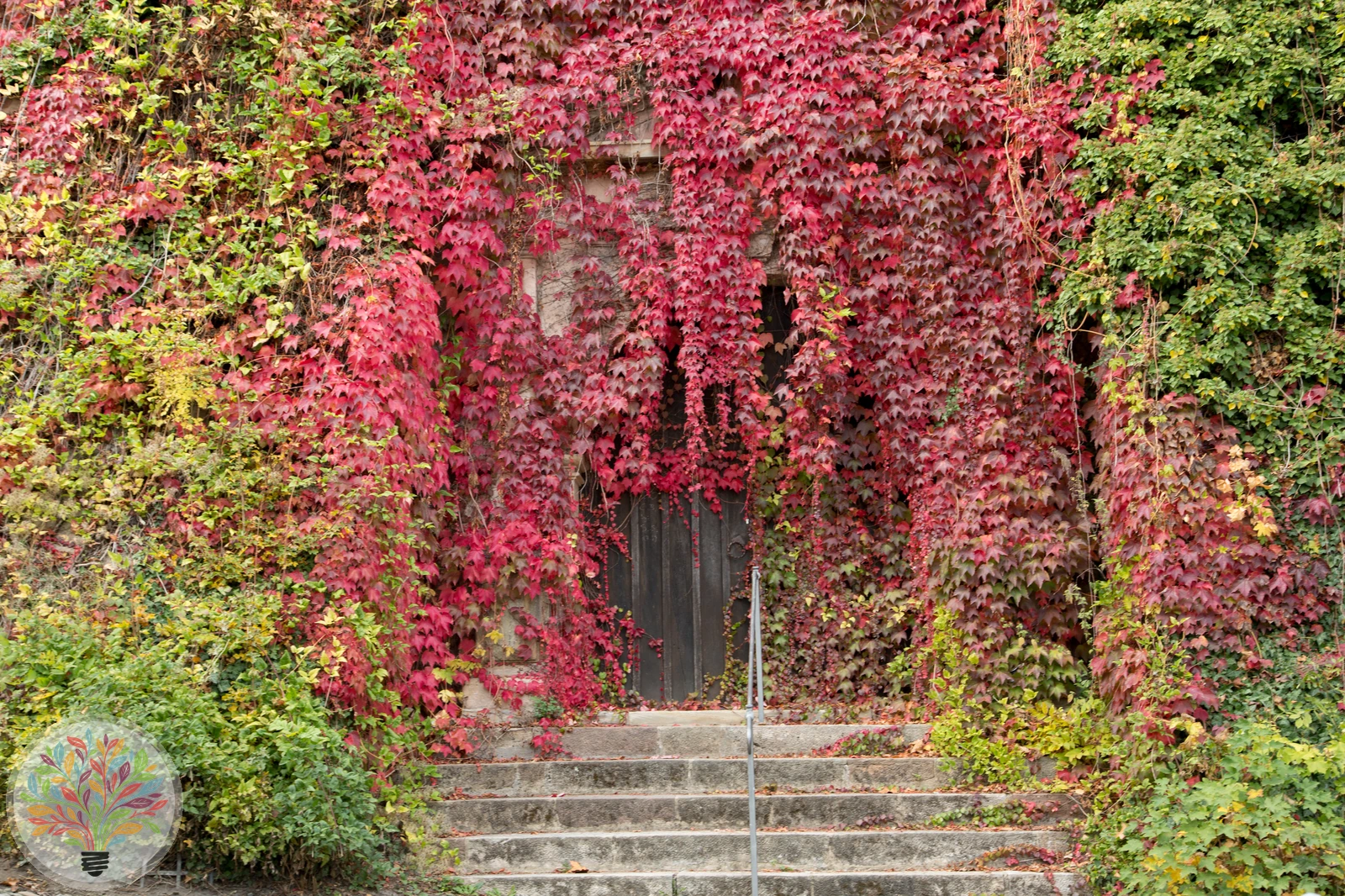 Wilde Weinrebe – Bild 1 von 2