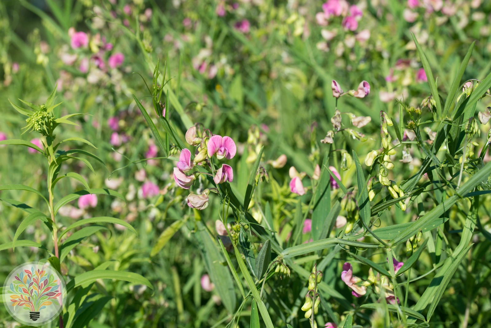 Wald-Platterbse – Bild