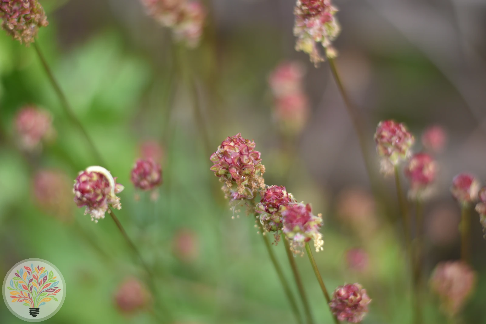 Kleiner Wiesenknopf – Bild