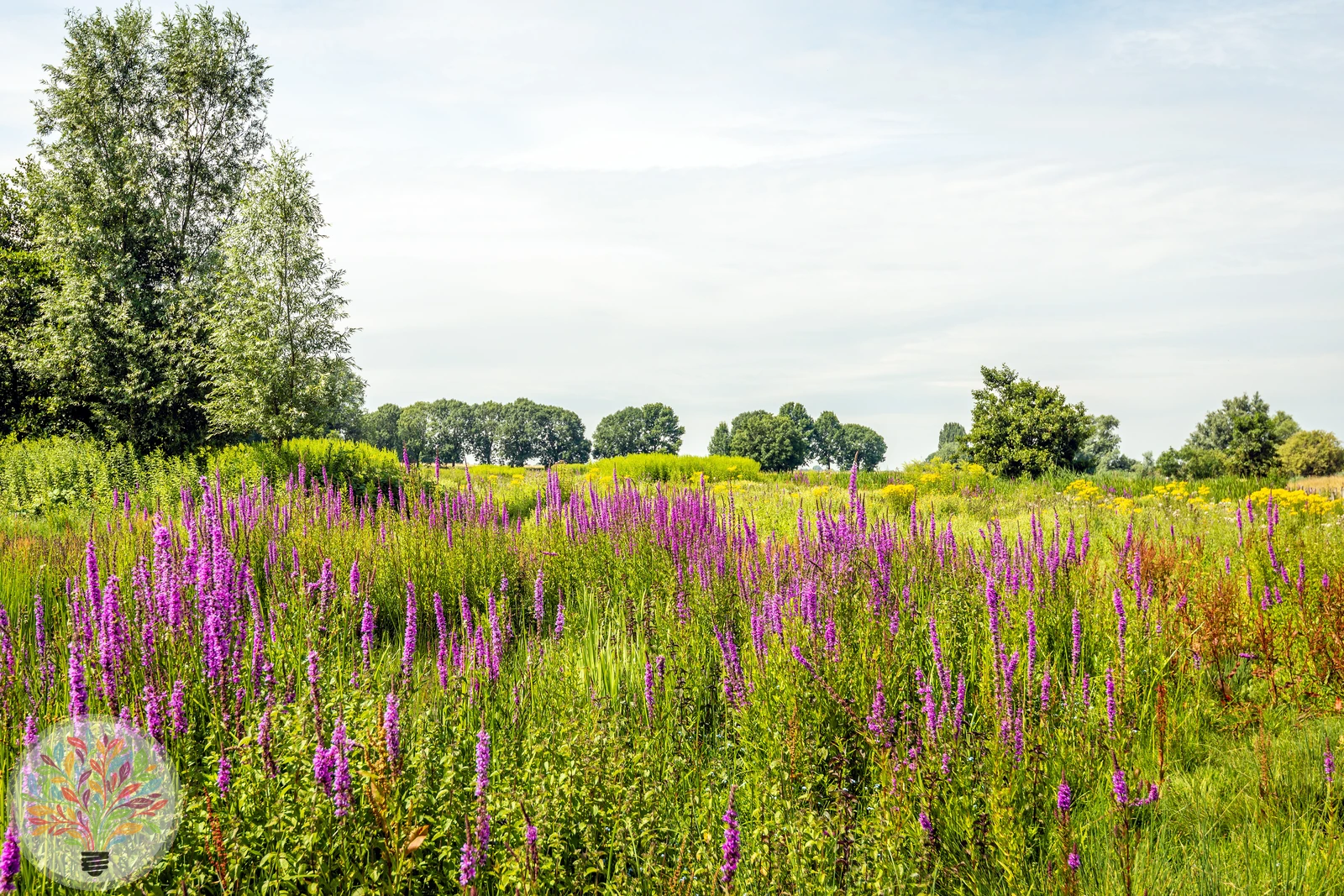 Gewöhnlicher Blutweiderich – Bild 4 von 4