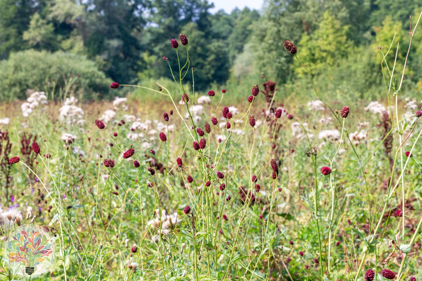 Großer Wiesenknopf – Bild 4 von 4