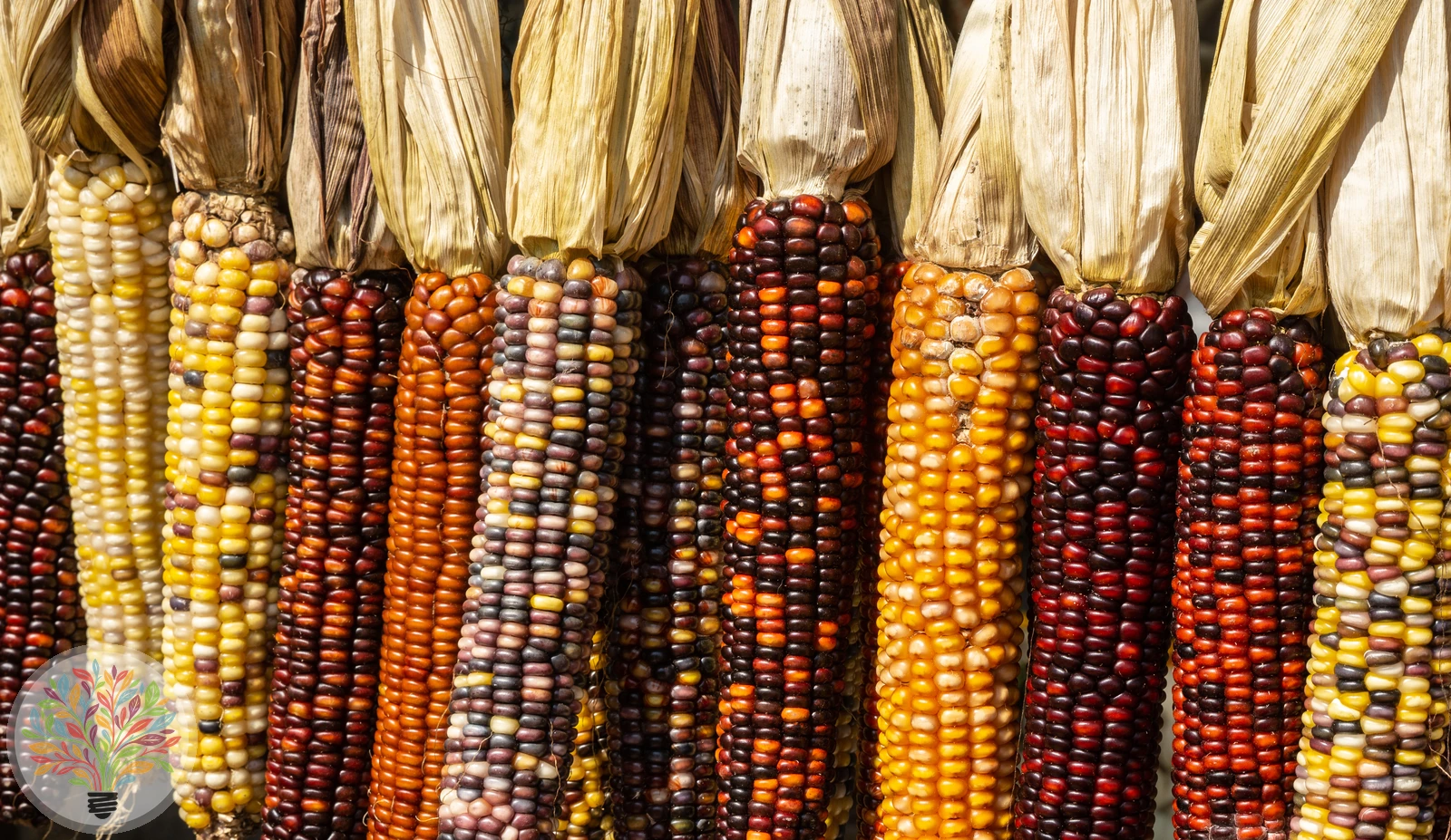 Zea mays – Afbeelding 4 van 6