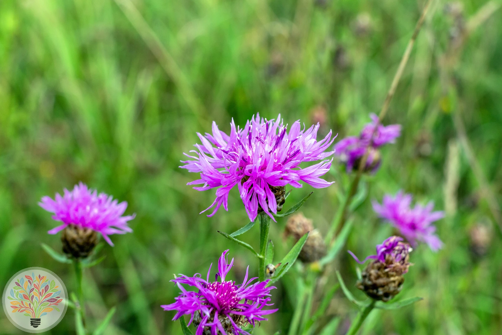 Skabiosen-Flockenblume – Bild 1 von 3