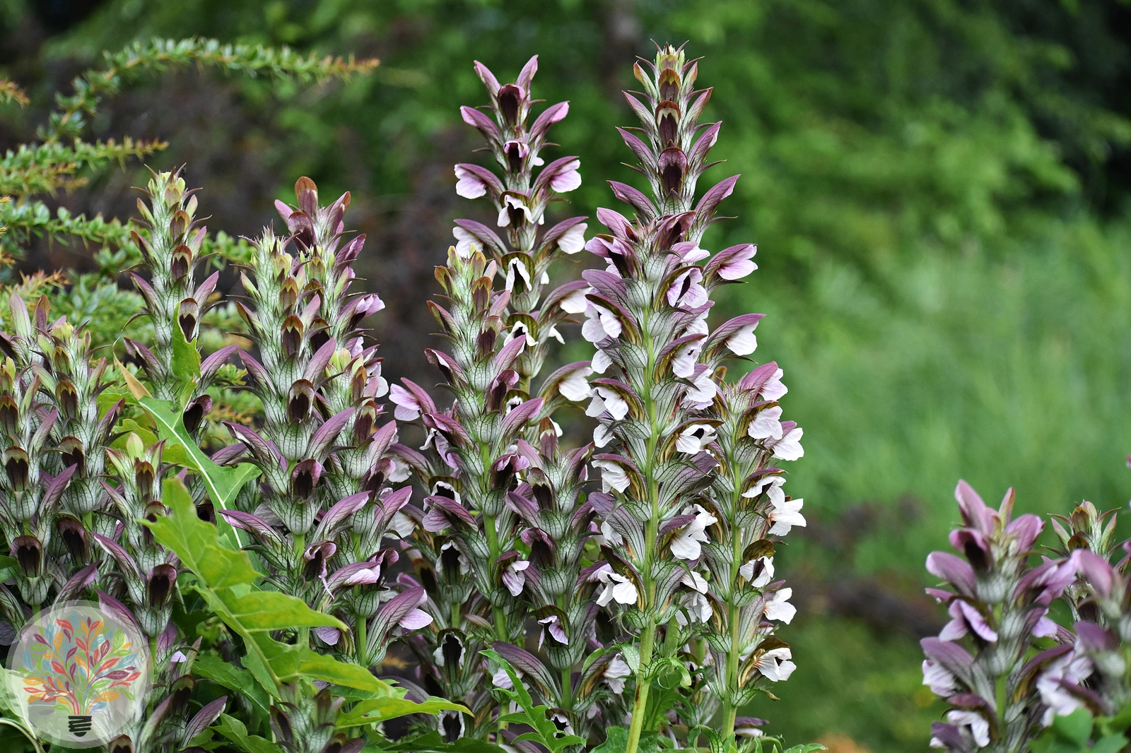 Acanthus mollis – Afbeelding 1 van 4