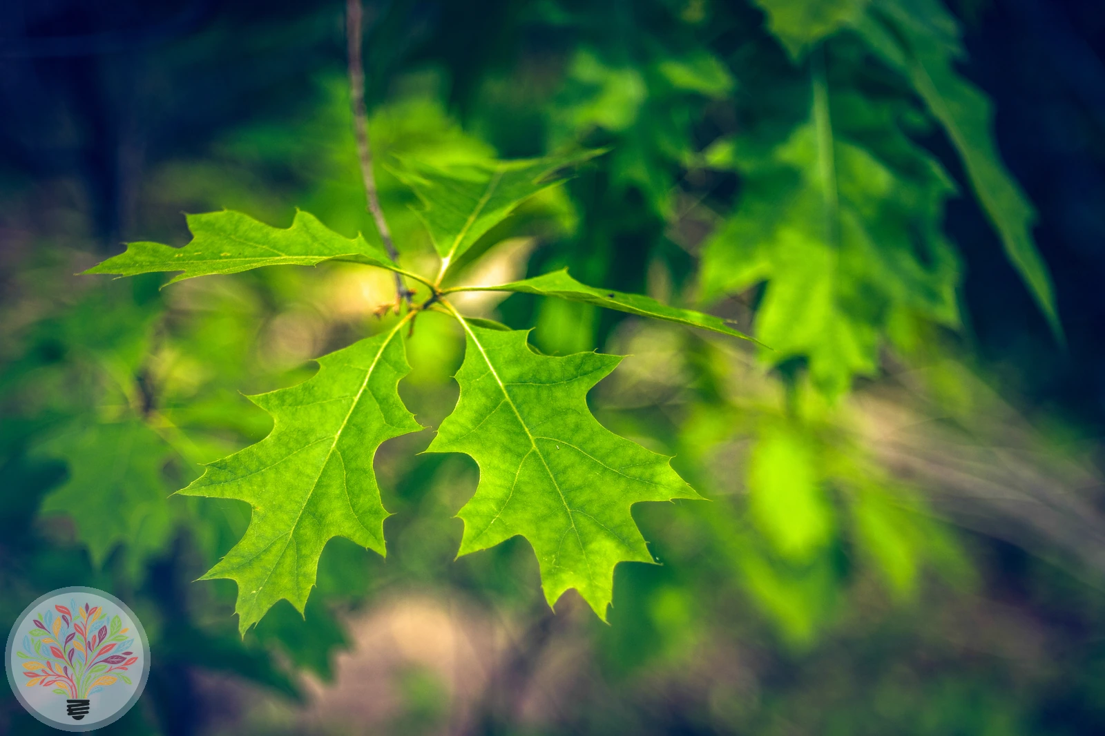 Quercus rubra – Afbeelding 3 van 8