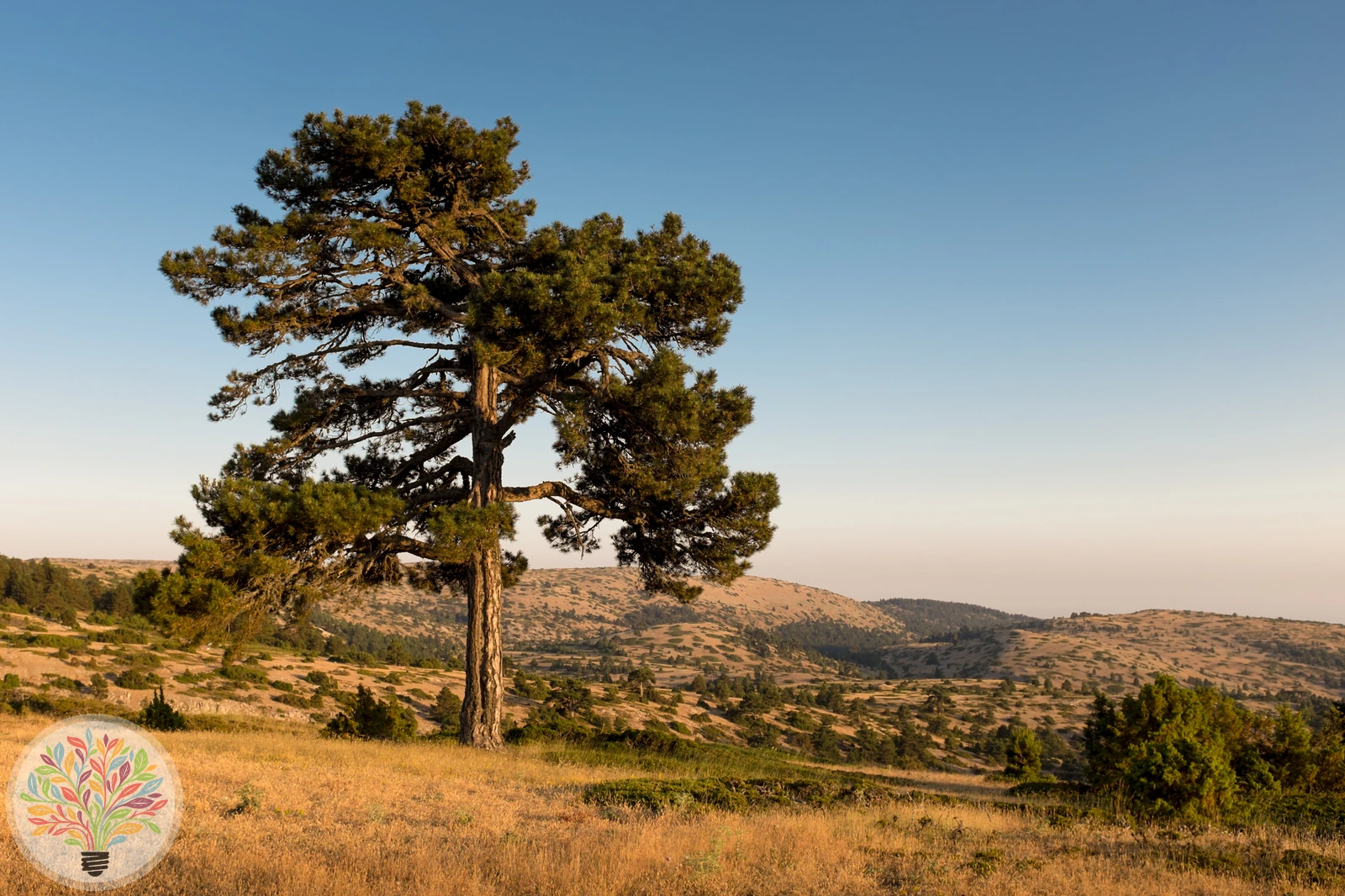 Pinus uncinata – Bild 1 von 4