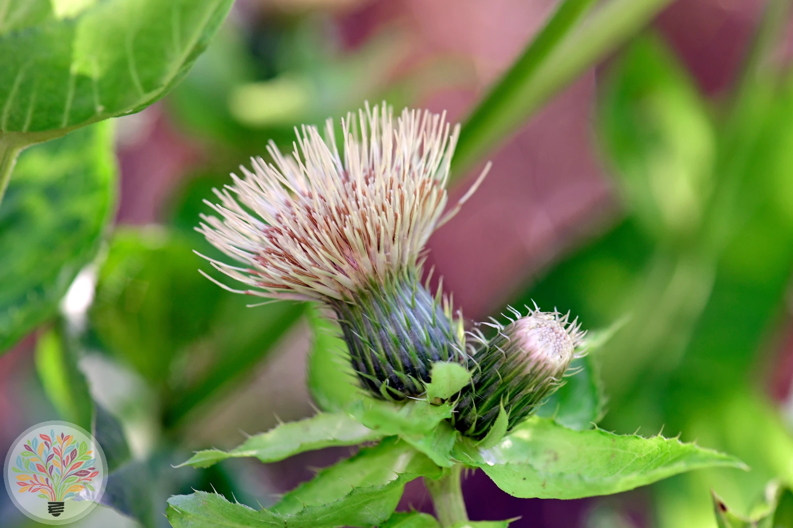 Kohl-Kratzdistel – Bild 2 von 2