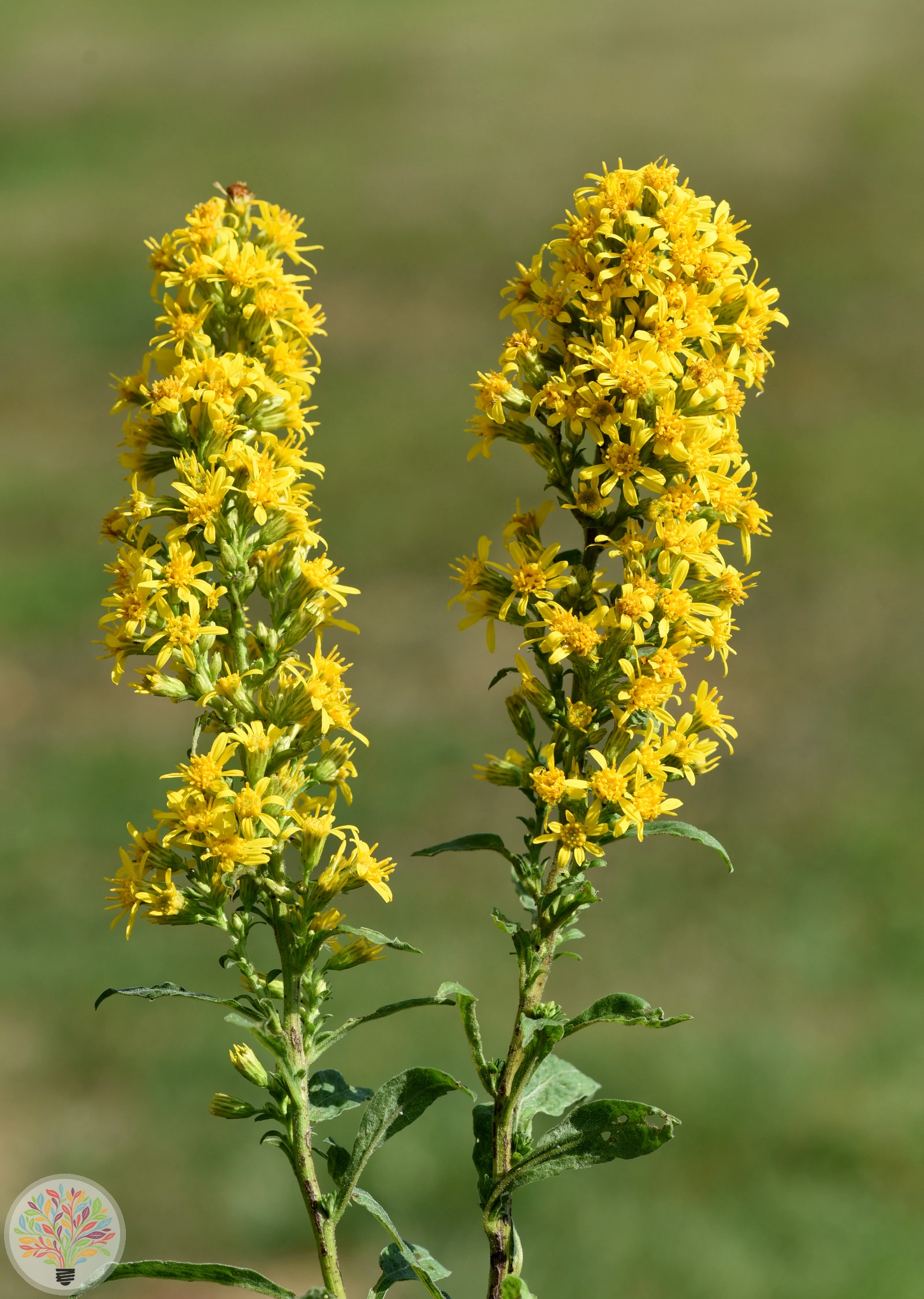 Gewöhnliche Goldrute – Bild 2 von 3