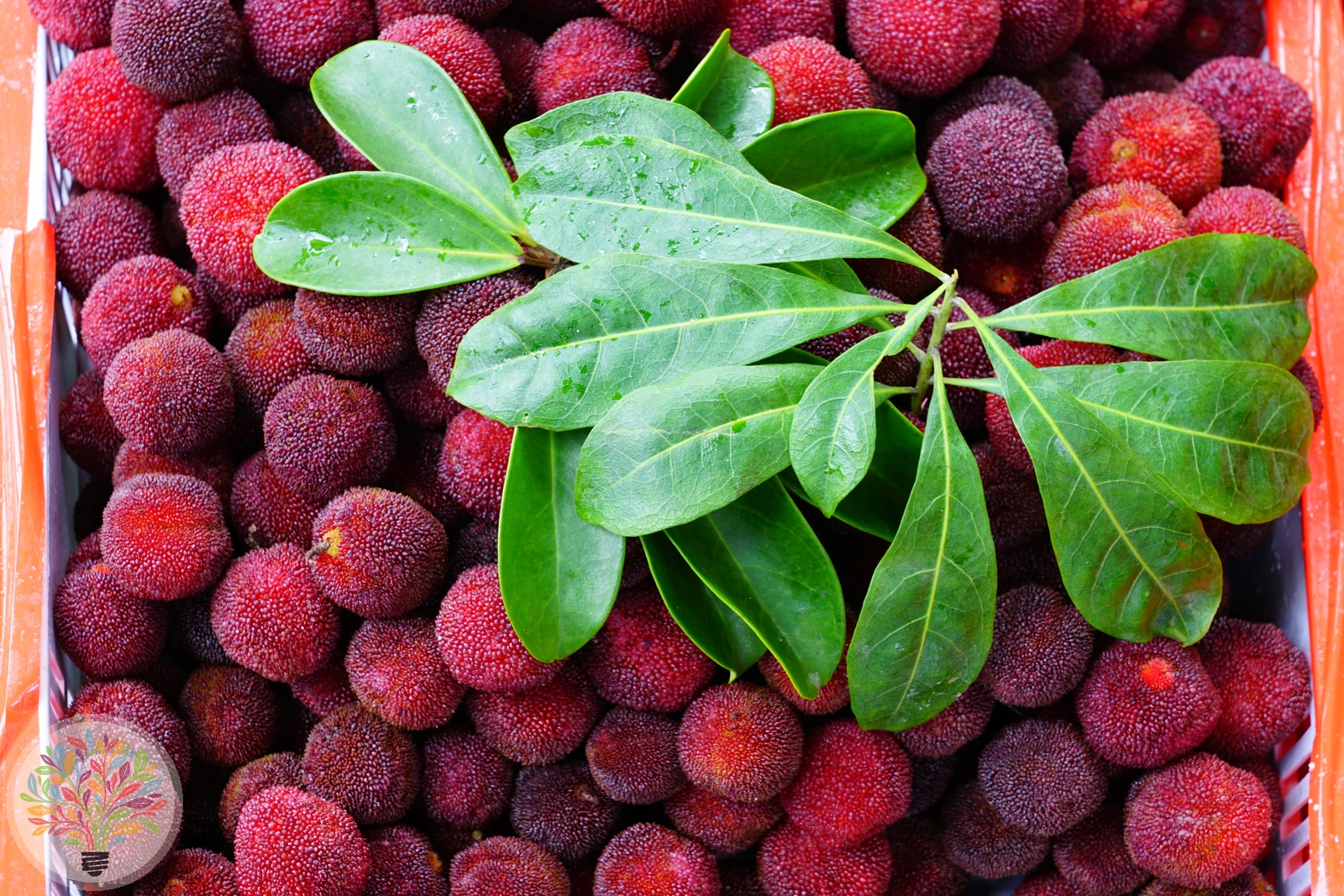Arbutus unedo – Bild 5 von 5
