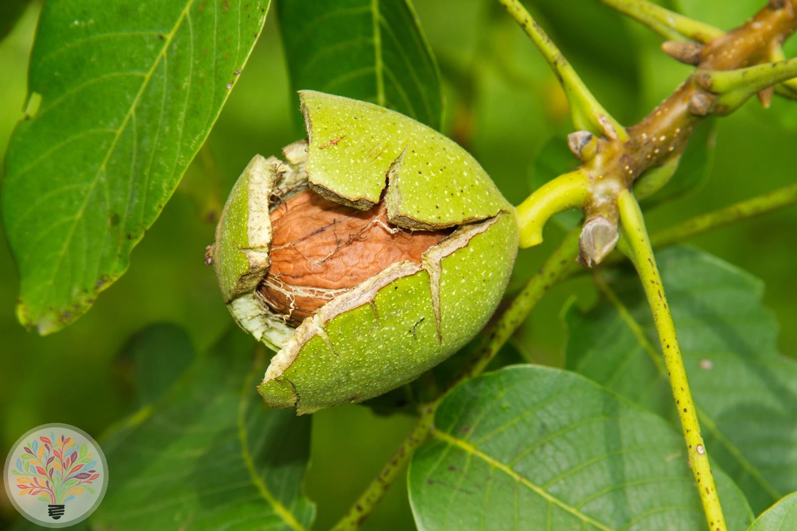 Juglans regia – Afbeelding 6 van 8
