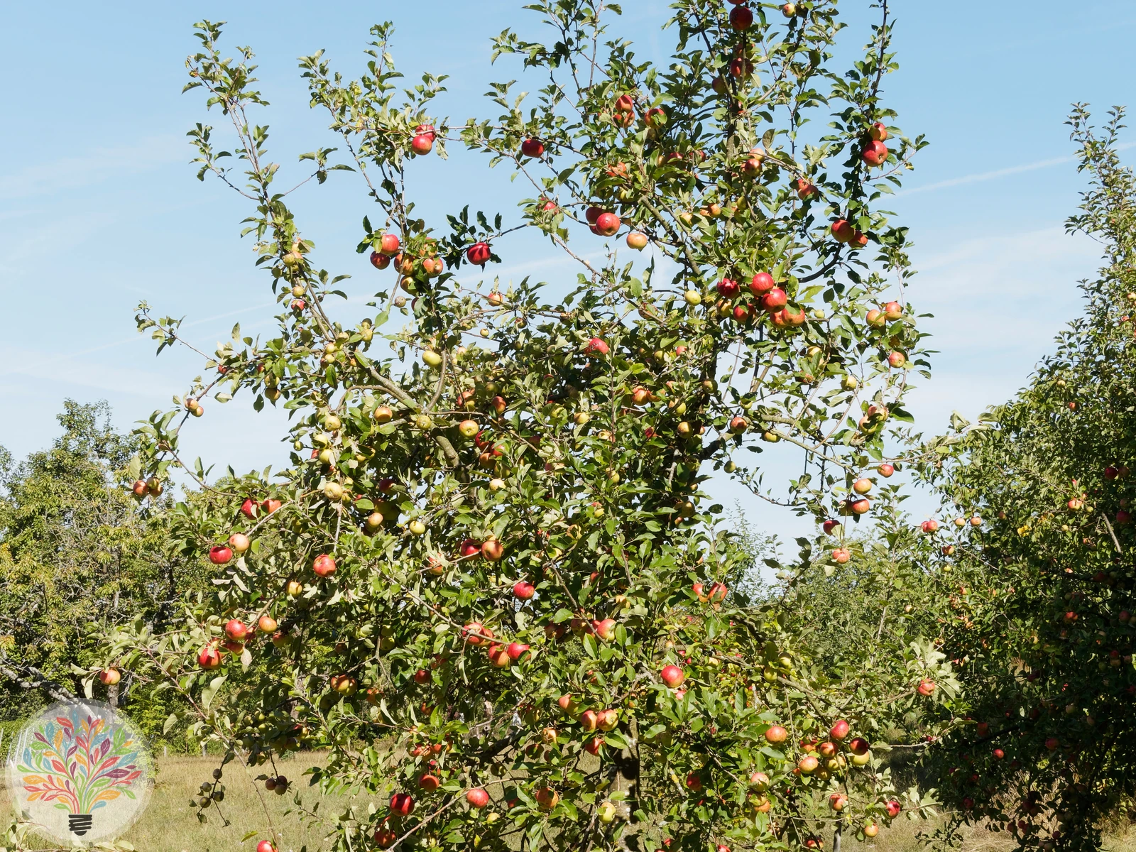 Malus domestica – Afbeelding 3 van 22
