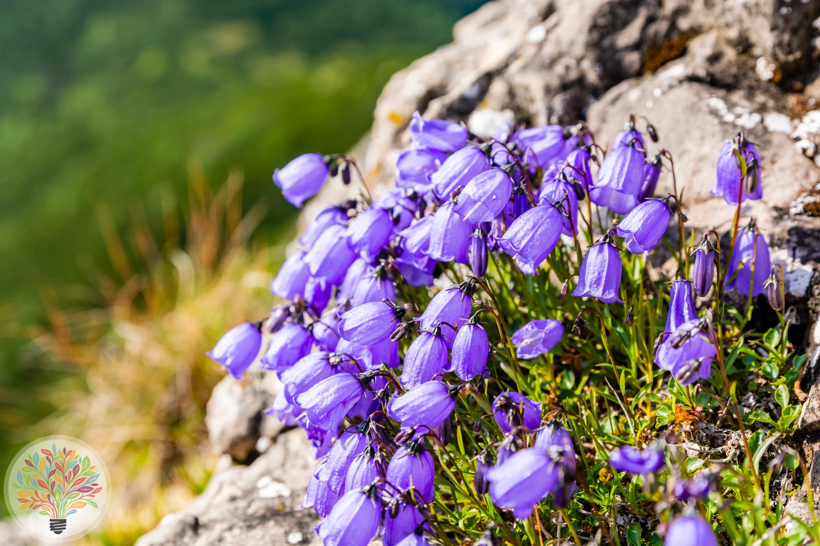 Zwerg-Glockenblume – Bild