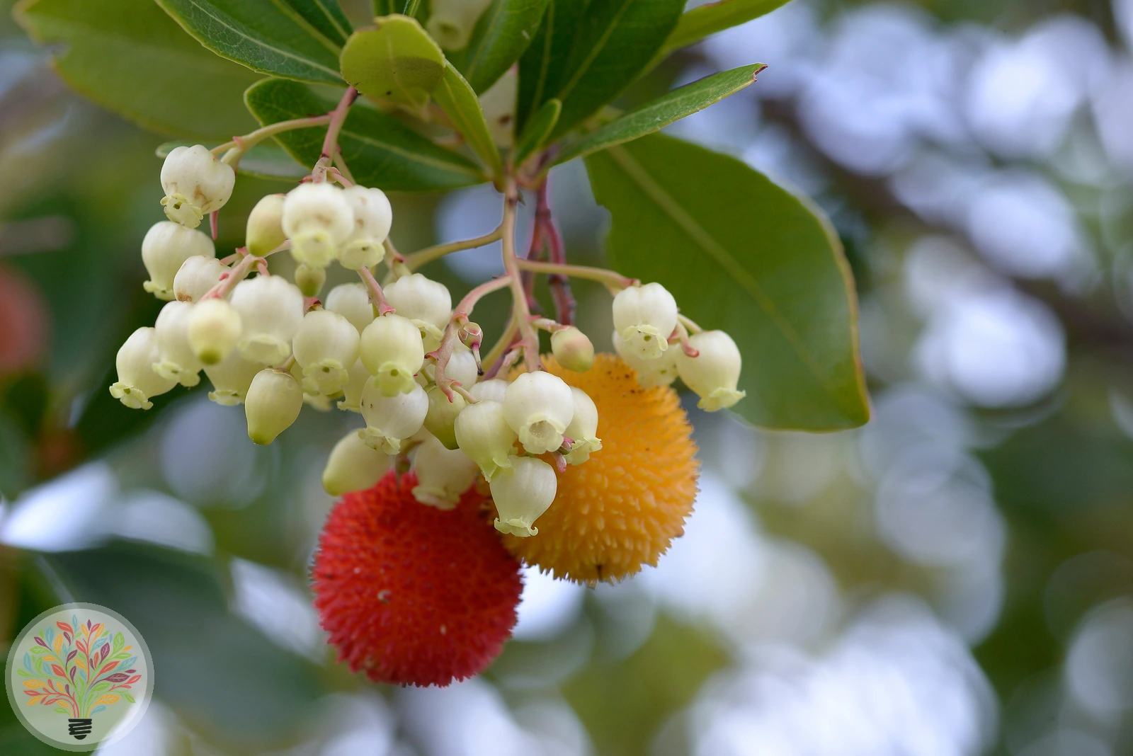 Arbutus unedo – Bild 3 von 5