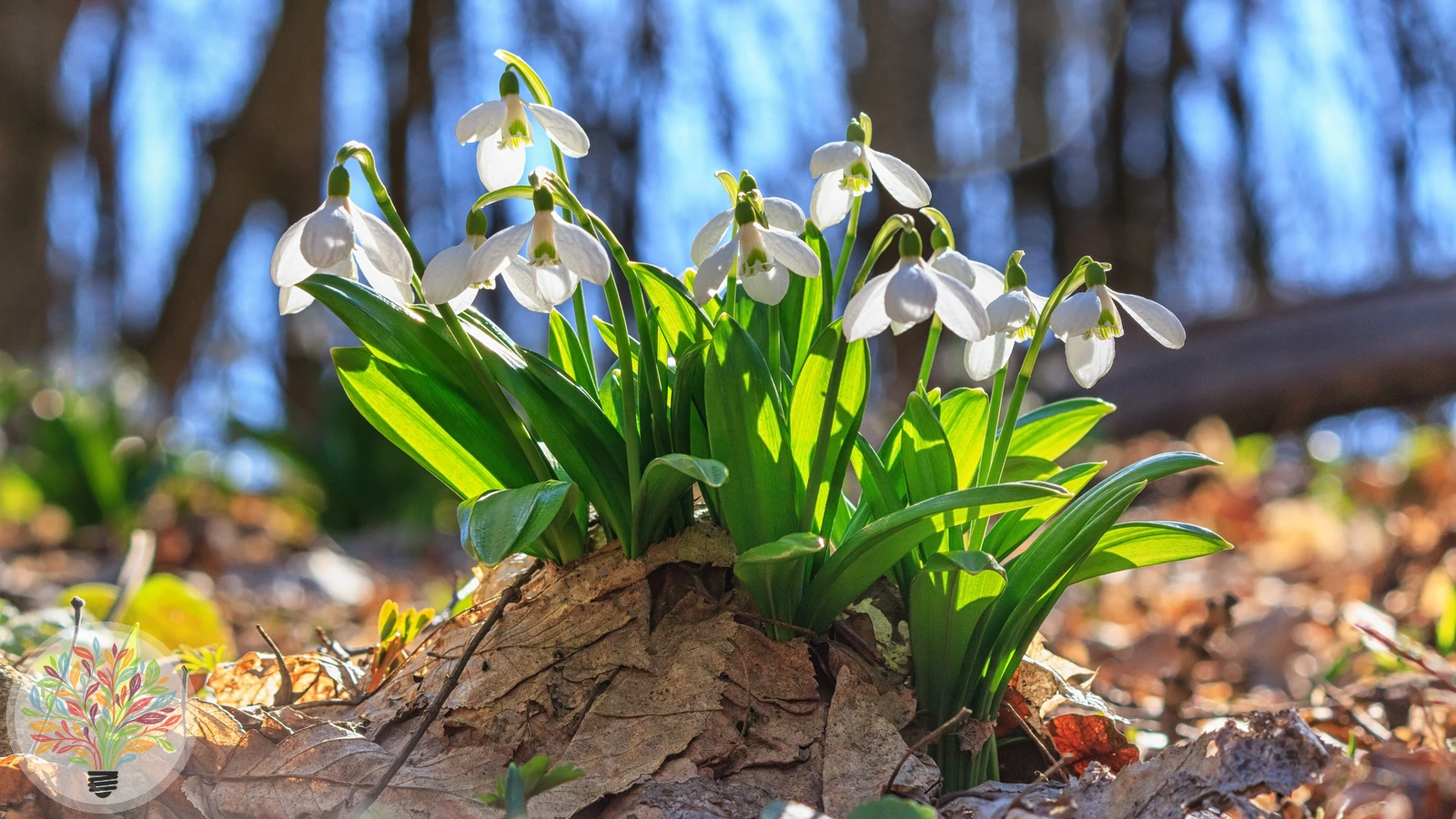 Gewöhnliches Schneeglöckchen – Bild