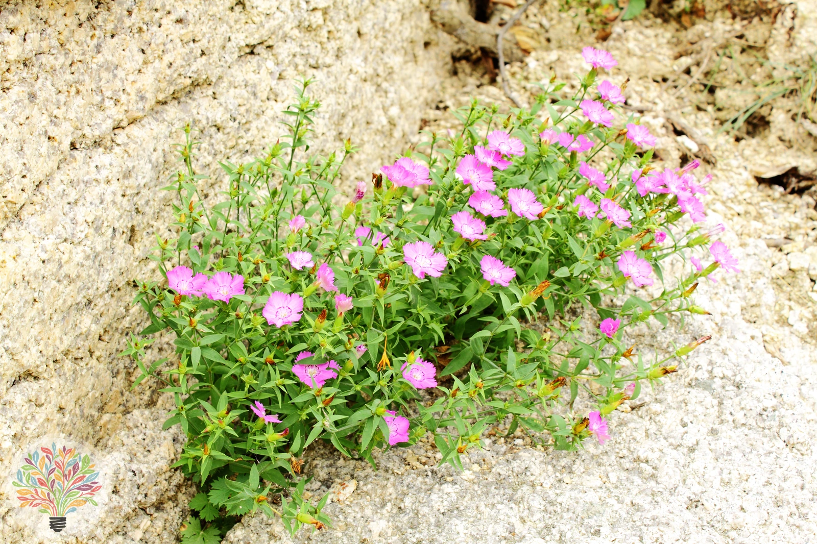 Heide-Nelke – Bild 3 von 5